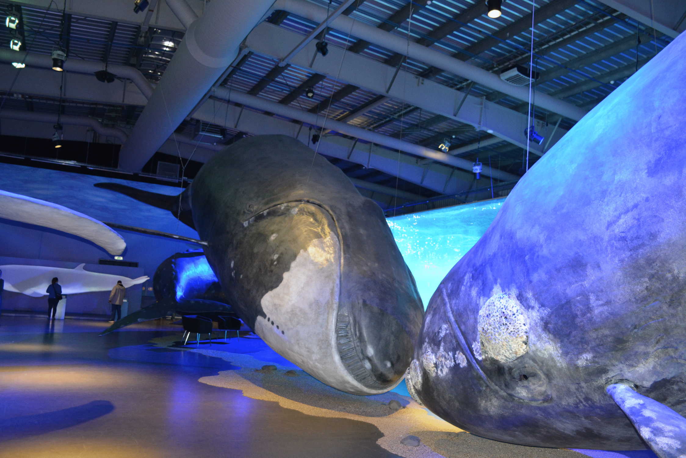 Exhibícia Islandských veľrýb II